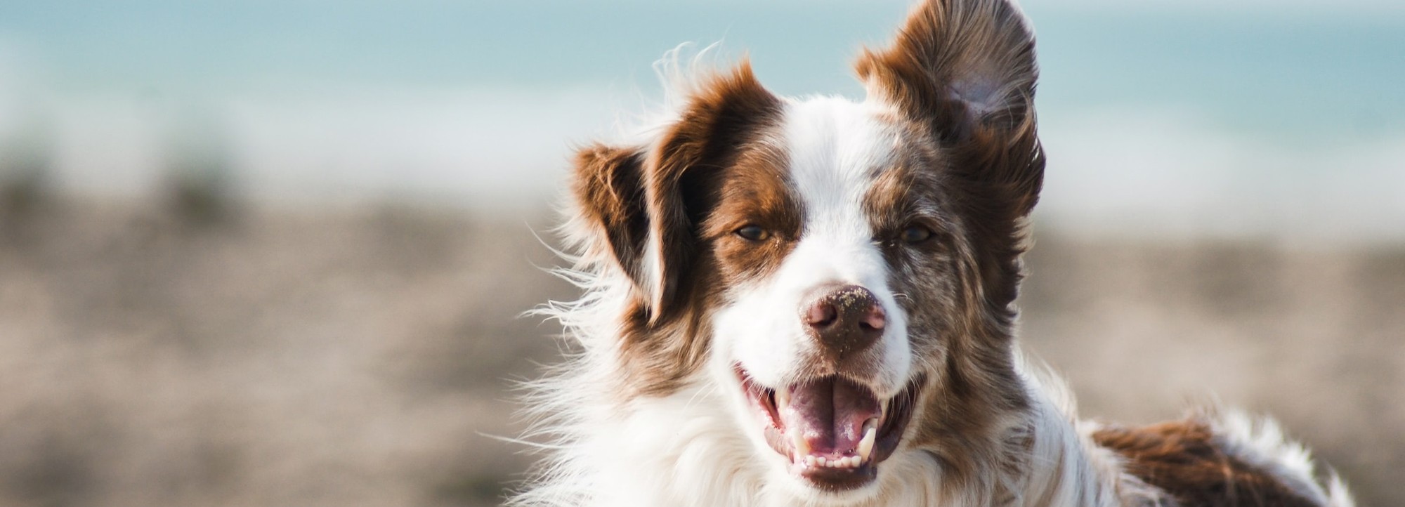 a dog
