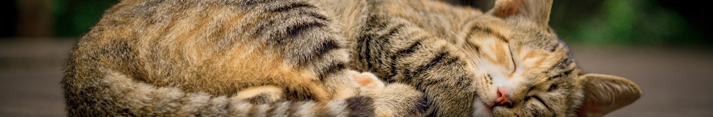 cat sleeping